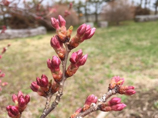 桜の便りが届く季節ですね。