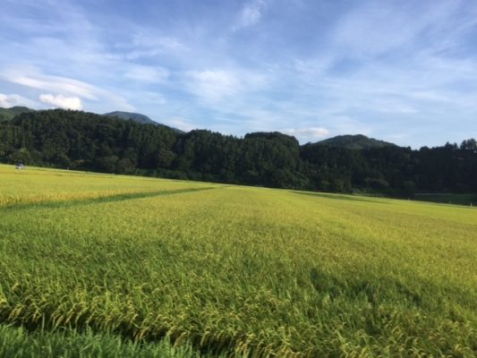 高遠お祭り